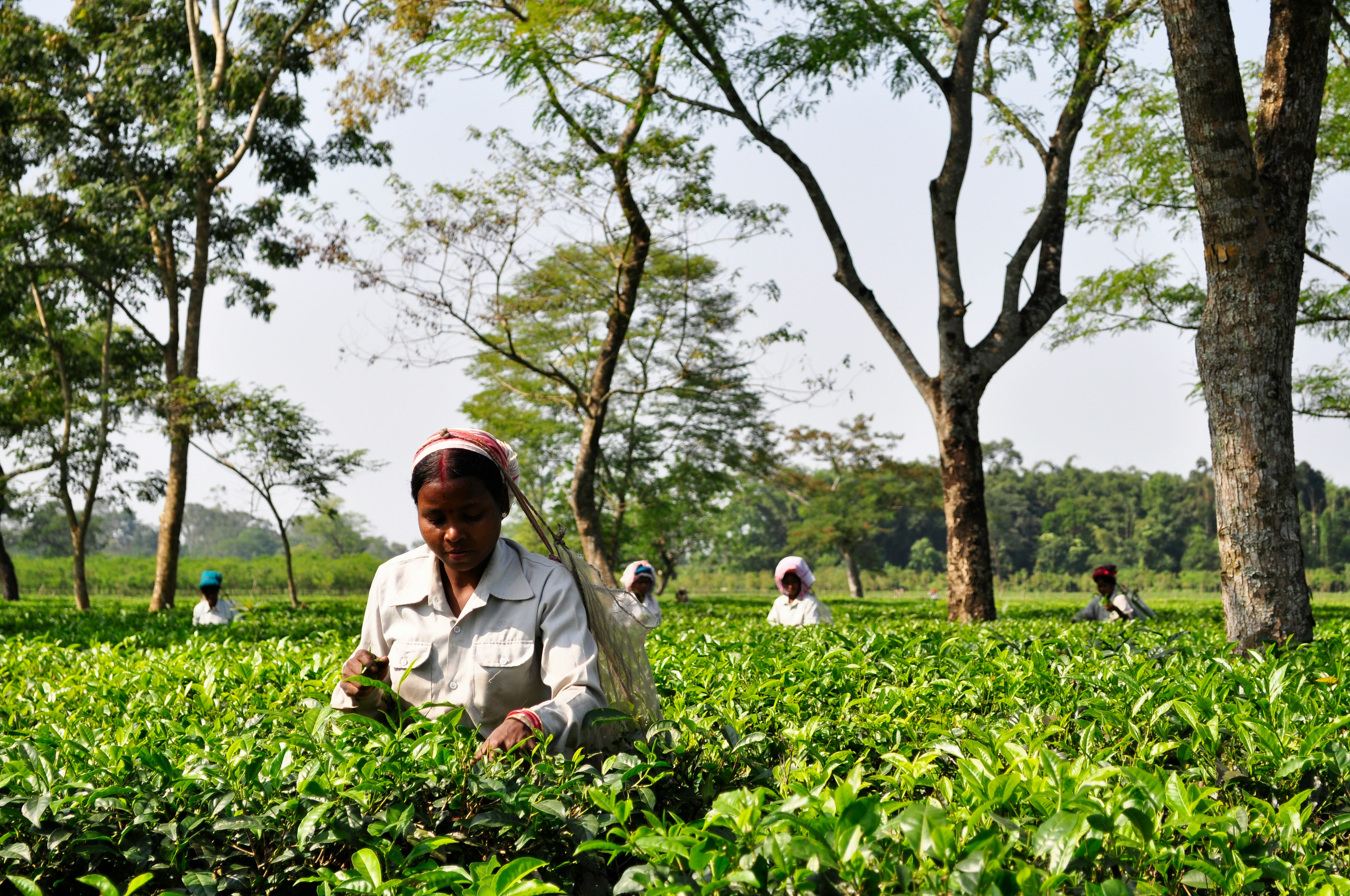 Assam – The Land of Endless Wonder