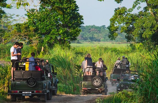 Kaziranga Safari 1