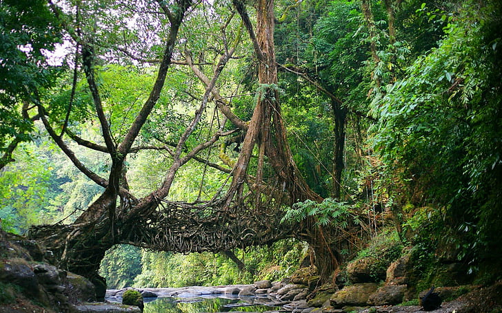 Meghalaya – The Abode of Clouds